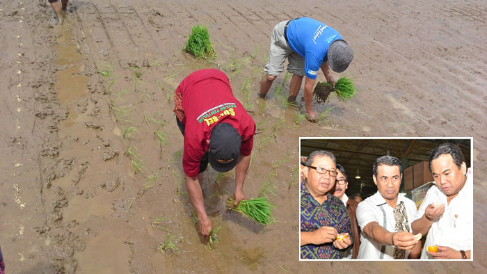 Mafia Pangan Dapat Ditangkal Koperasi, Capai Swasembada Pangan